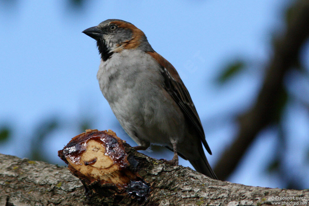 Moineau roux mâle adulte, identification