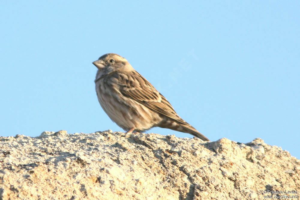 Rock Sparrow, identification