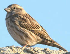 Rock Sparrow