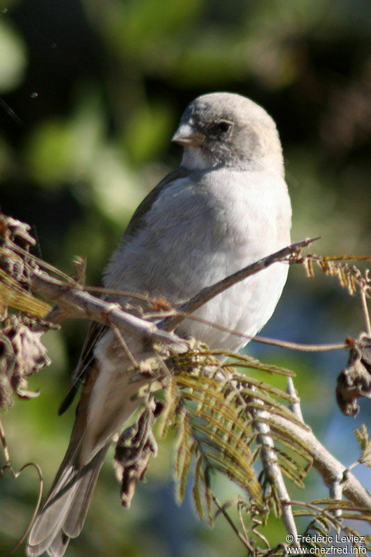 Moineau sud-africainadulte