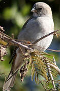 Southern Grey-headed Sparrow