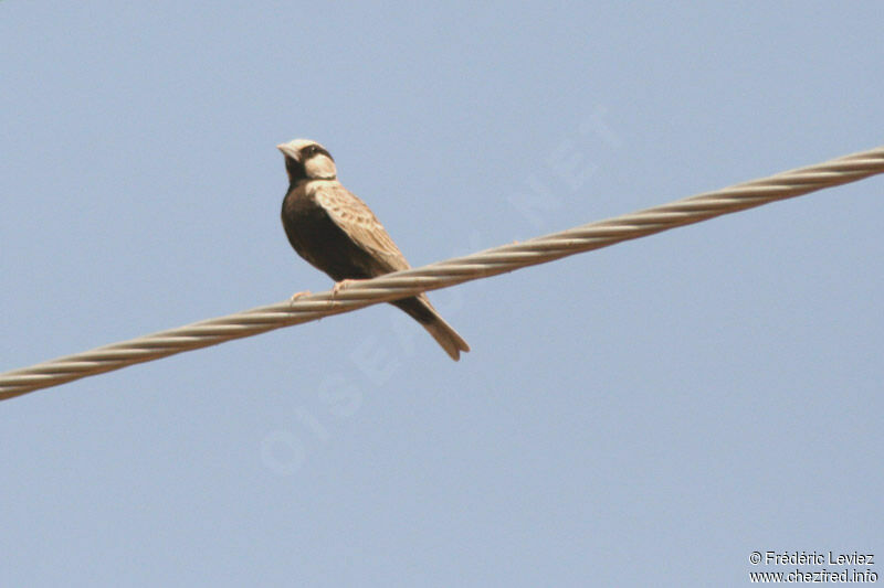 Ashy-crowned Sparrow-Larkadult