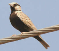 Ashy-crowned Sparrow-Lark