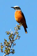 Short-toed Rock Thrush