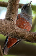 Blue Rock Thrush