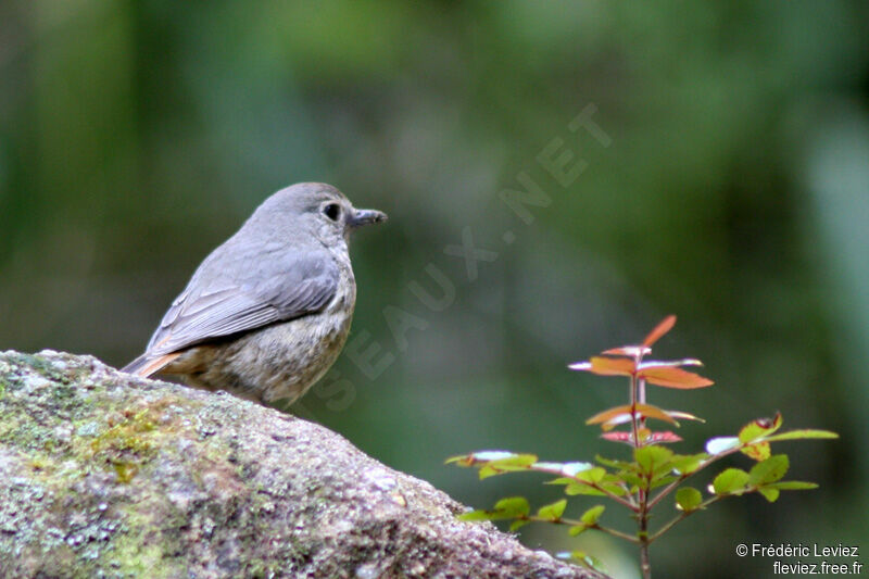 Forest Rock Thrush (bensoni) female adult