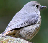 Forest Rock Thrush (bensoni)