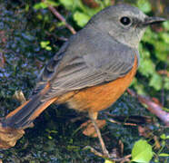 Forest Rock Thrush (bensoni)