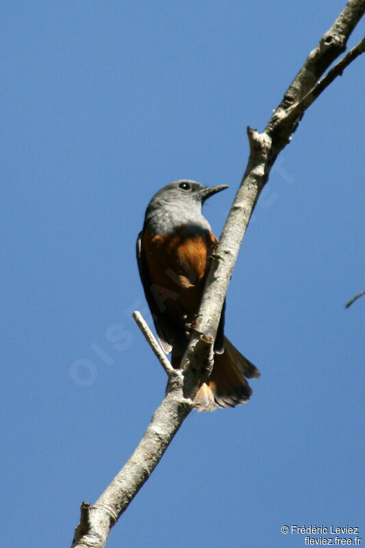 Forest Rock Thrush (bensoni) male adult