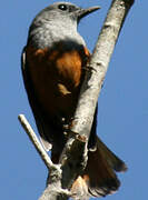 Forest Rock Thrush (bensoni)