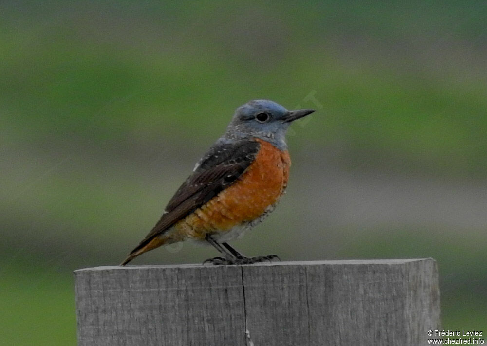 Common Rock Thrush male, close-up portrait