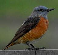 Common Rock Thrush