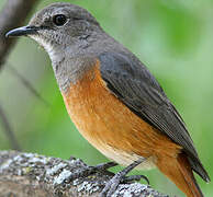 Little Rock Thrush