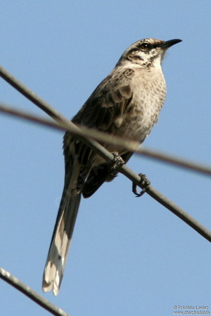 Long-tailed Mockingbird