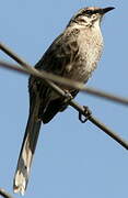 Long-tailed Mockingbird