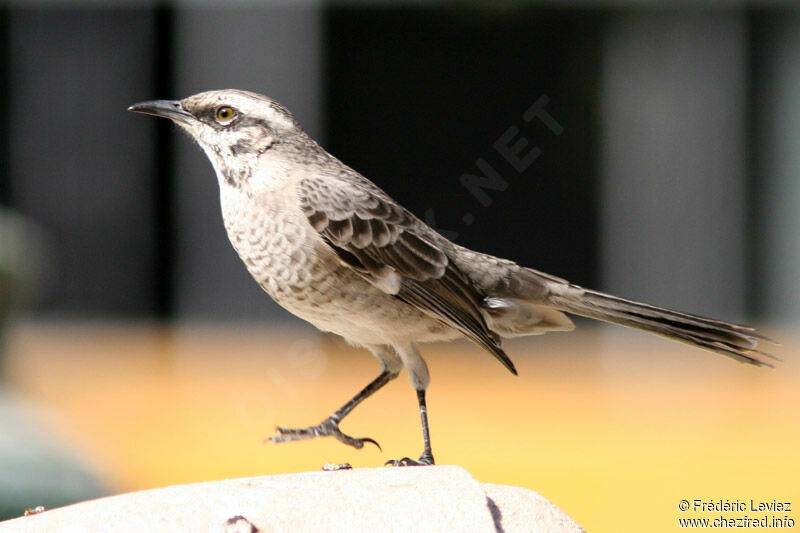 Long-tailed Mockingbird