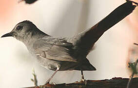 Grey Catbird