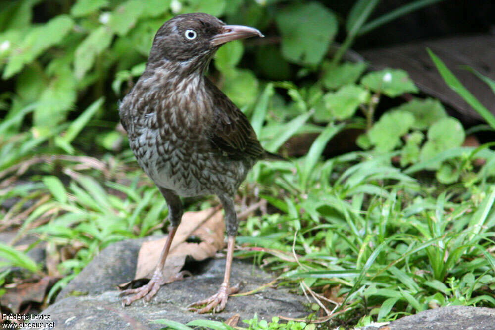 Pearly-eyed Thrasheradult, Behaviour