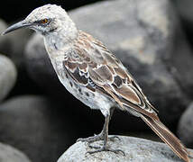 Espanola Mockingbird