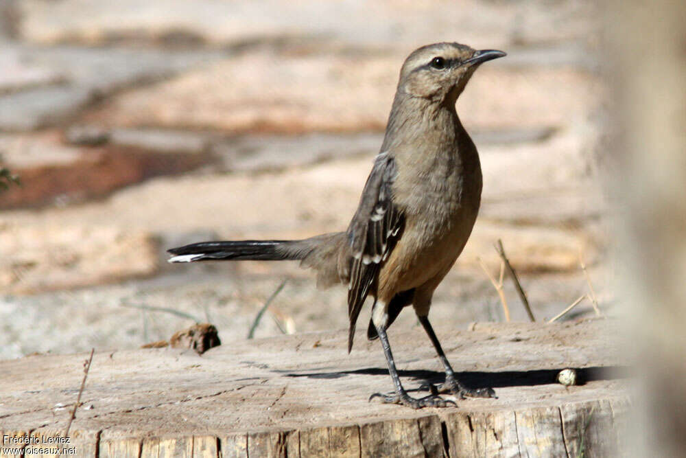 Patagonian Mockingbirdadult, pigmentation, Behaviour