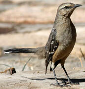 Patagonian Mockingbird