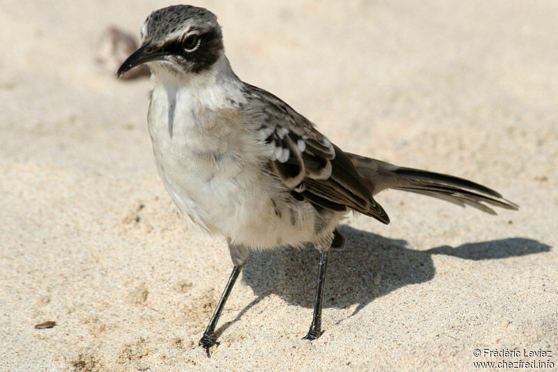 Moqueur des Galapagosadulte