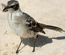 Galapagos Mockingbird