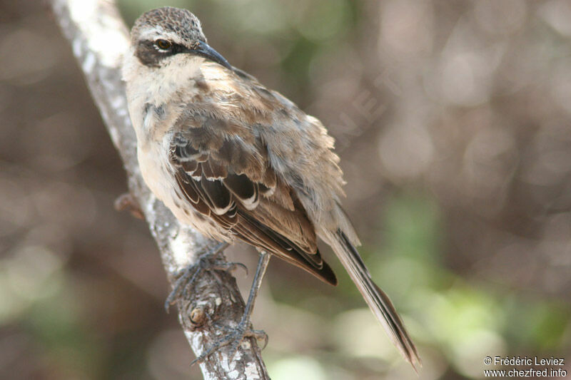 Moqueur des Galapagosadulte