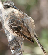 Galapagos Mockingbird