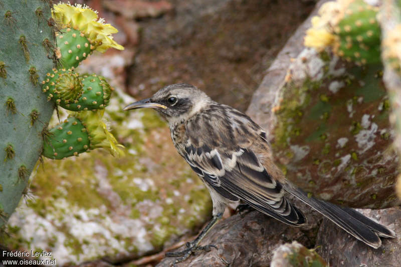 Galapagos Mockingbirdjuvenile, identification, feeding habits