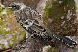 Galapagos Mockingbird