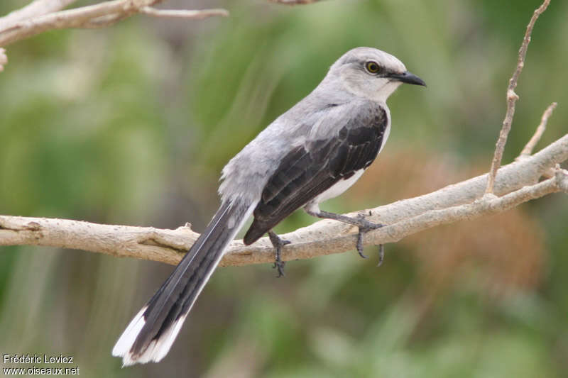 Tropical Mockingbirdadult, identification