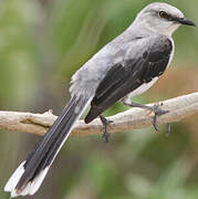 Tropical Mockingbird