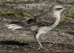 Tropical Mockingbird