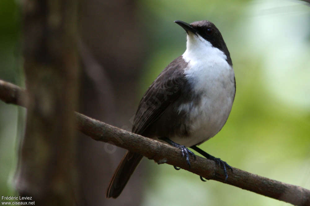 White-breasted Thrasheradult, close-up portrait