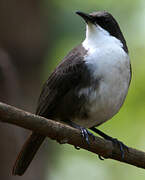 White-breasted Thrasher