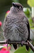 Scaly-breasted Thrasher