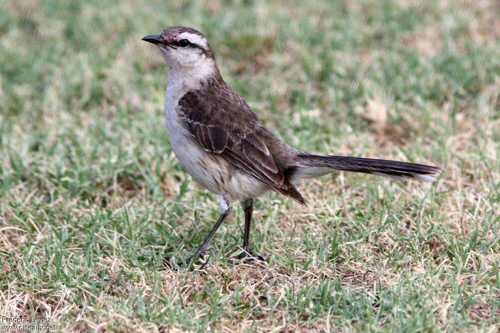 Chalk-browed Mockingbirdadult, identification