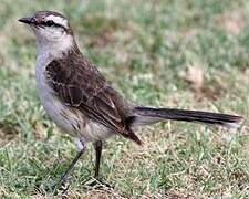 Chalk-browed Mockingbird