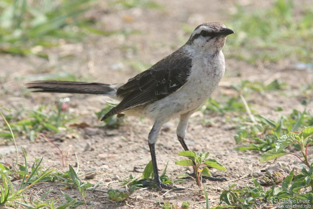 Moqueur plombéadulte, identification