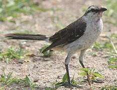 Chalk-browed Mockingbird