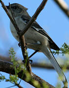 Northern Mockingbird