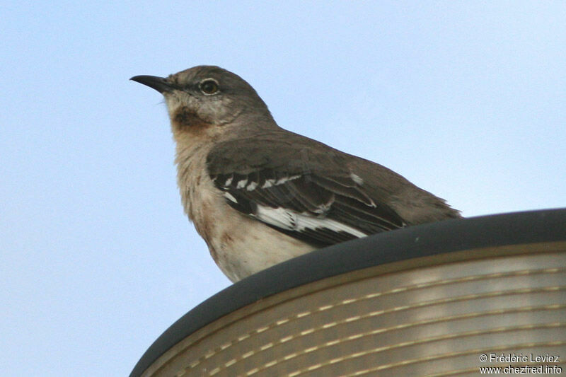 Northern Mockingbirdadult