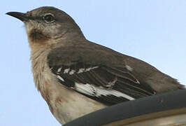 Northern Mockingbird