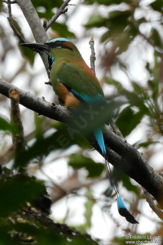 Turquoise-browed Motmotadult, identification