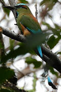 Turquoise-browed Motmot