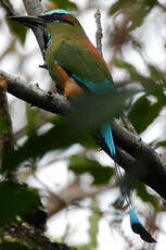 Motmot à sourcils bleus