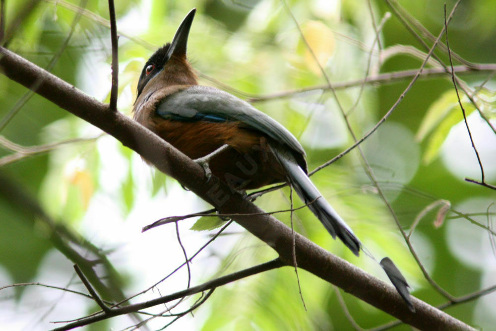 Whooping Motmot