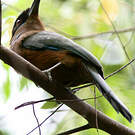 Motmot caraïbe