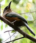 Whooping Motmot